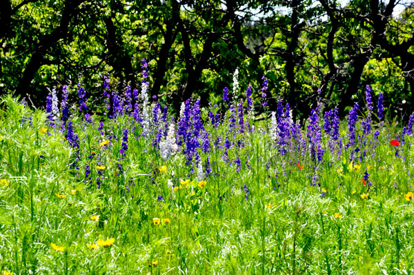 Flowers near the parking lot